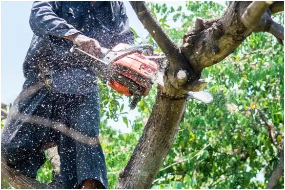 tree services Bellmead